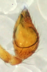 Asagena fulva