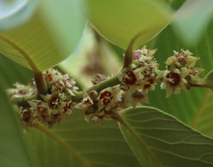 Bridelia retusa