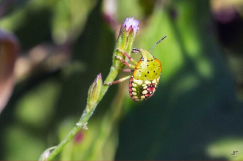 Southern Green Stink Bug