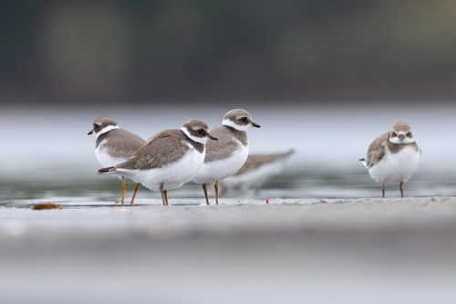 Common Ringed Plover