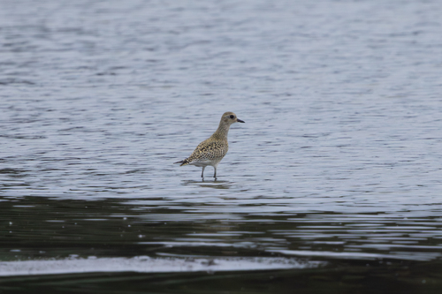 Black-bellied Plover