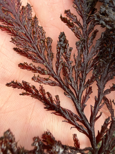 Odonthalia washingtoniensis observed 2026-09-23