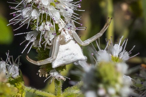 Heather crab spider