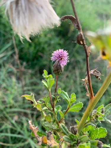 creeping thistle