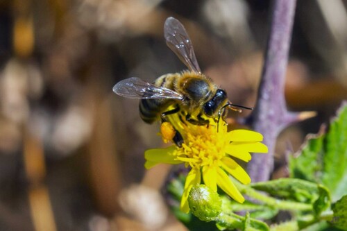 Western Honey Bee