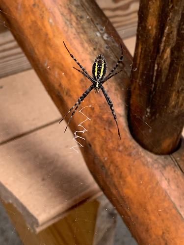 Banded Garden Spider