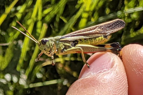 Large Marsh Grasshopper