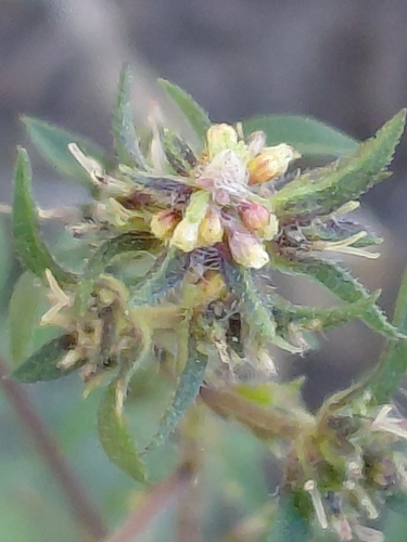 common ragweed