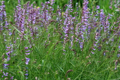 Vicia tenuifolia dalmatica