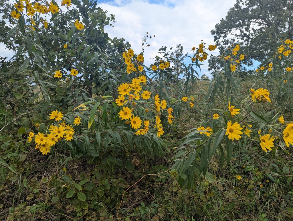 Helianthus grosseserratus; photograph author not stated, no rights reserved