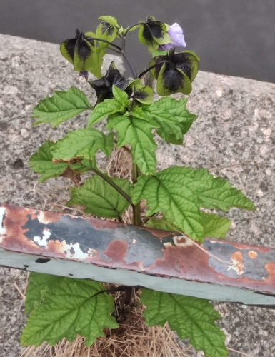 apple-of-Peru