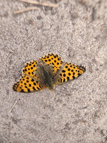 Queen of Spain Fritillary