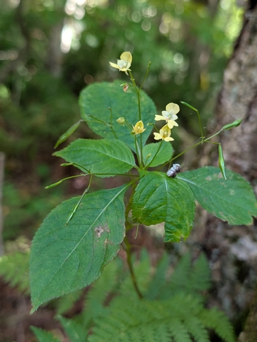 small balsam