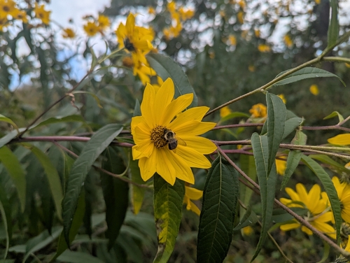 Helianthus grosseserratus, photograph 1