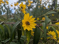 author not stated, no rights reserved Helianthus grosseserratus, photograph author not stated, no rights reserved