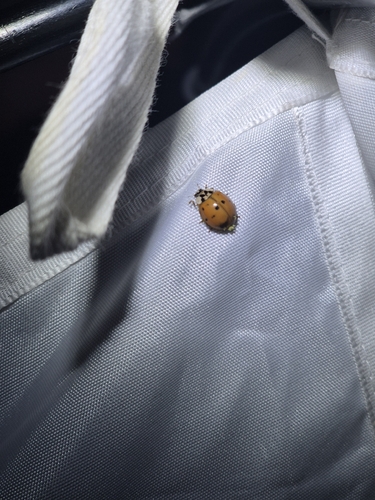 Asian Lady Beetle