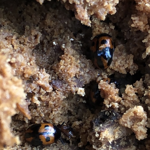 Diaperis maculata, 2026-09-23