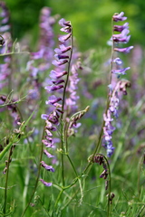 Vicia tenuifolia dalmatica