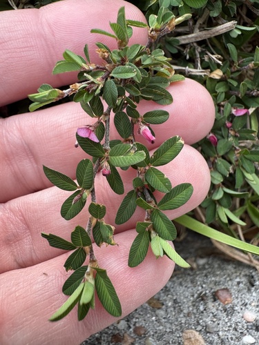 Japanese Clover