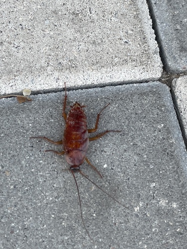 American Cockroach