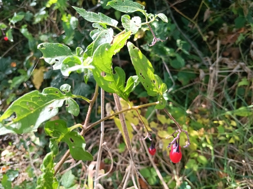 bittersweet nightshade