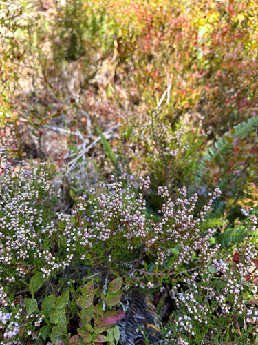 common heather