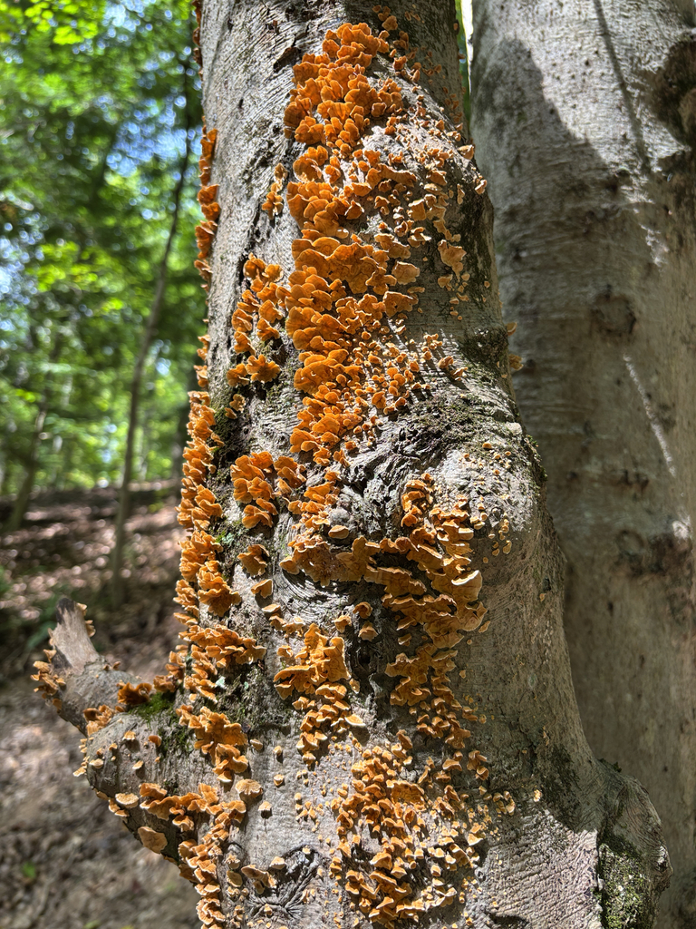 crowded parchment · September 2026 · photo: Photo: no rights reserved · iNaturalist