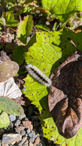 Hickory Tussock Moth