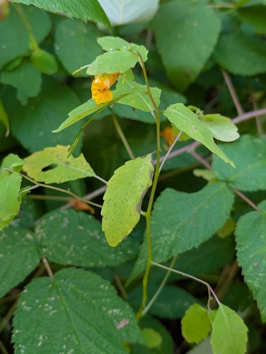 common jewelweed