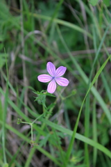 Geranium asphodeloides