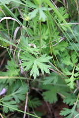 Geranium asphodeloides