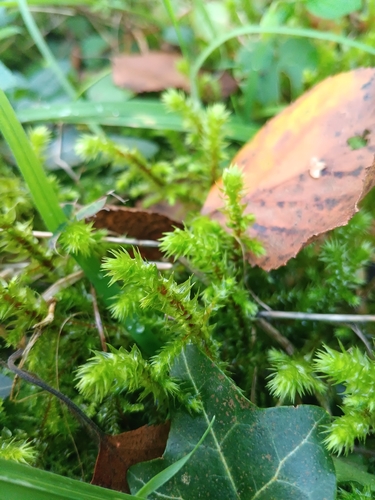 rough goose neck moss