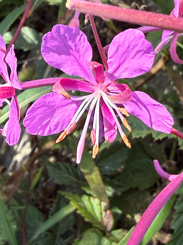 fireweed