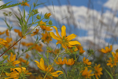 Bidens polylepis