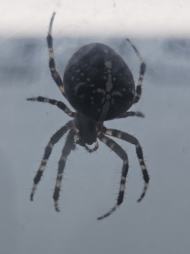 Cross Orbweaver
