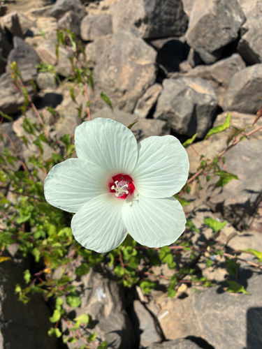 Halberd-leaf Rosemallow