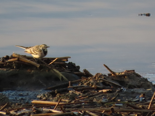 White Wagtail