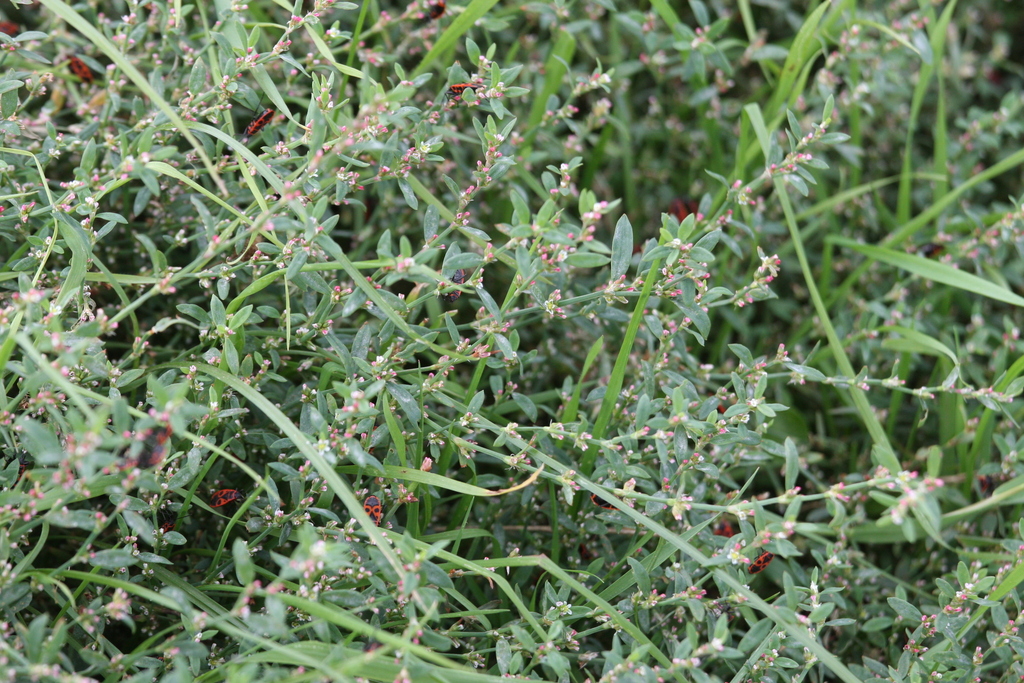 Polygonum aviculare; photograph (c) olmagon, some rights reserved (CC BY)