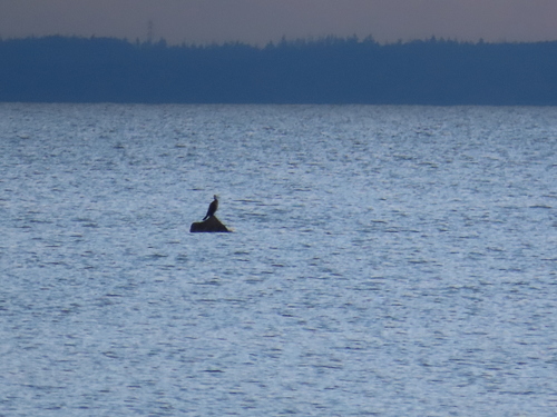 Great Cormorant