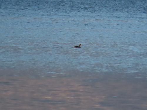 Great Crested Grebe