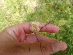 Eriophorum virginicum, photograph (c) Steven Lamonde, some rights reserved (CC BY)