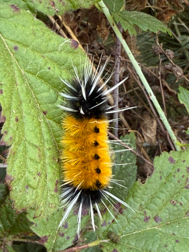 Spotted Tussock Moth