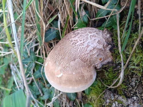 birch polypore