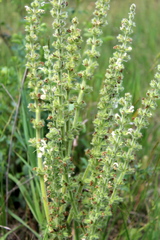 Salvia austriaca
