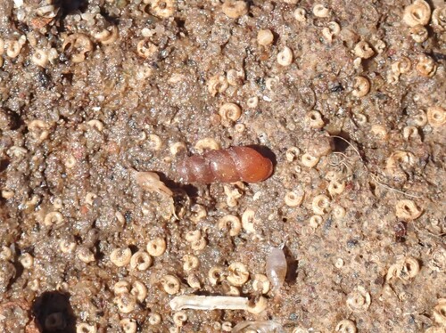 Truncatella subcylindrica, 2026-09-23