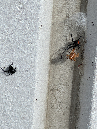 Western Black Widow