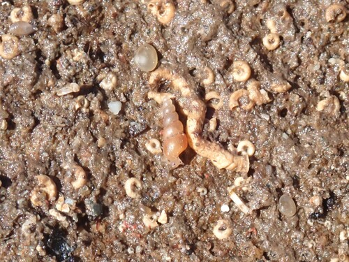 Truncatella subcylindrica, 2026-09-23