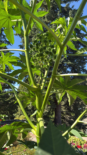 castor bean