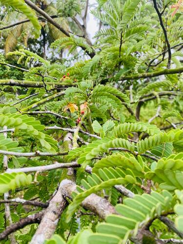 Tamarind