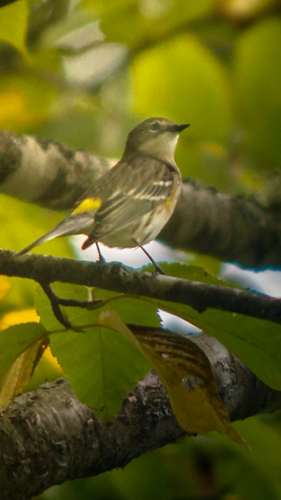 Yellow-rumped Warbler